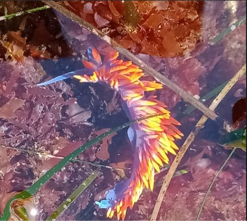 A small elongated purple sea slug with orange spikes on its back.