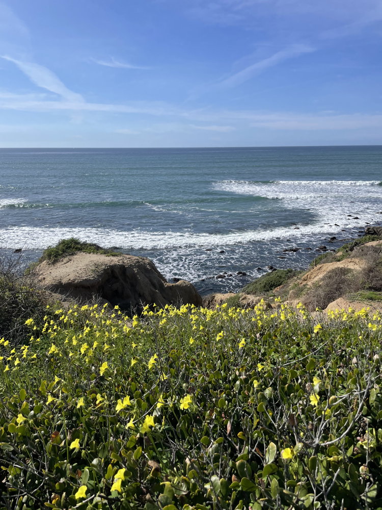 Yellow flowers on a bluff with the ocean in the background. A blue sky is overhead.