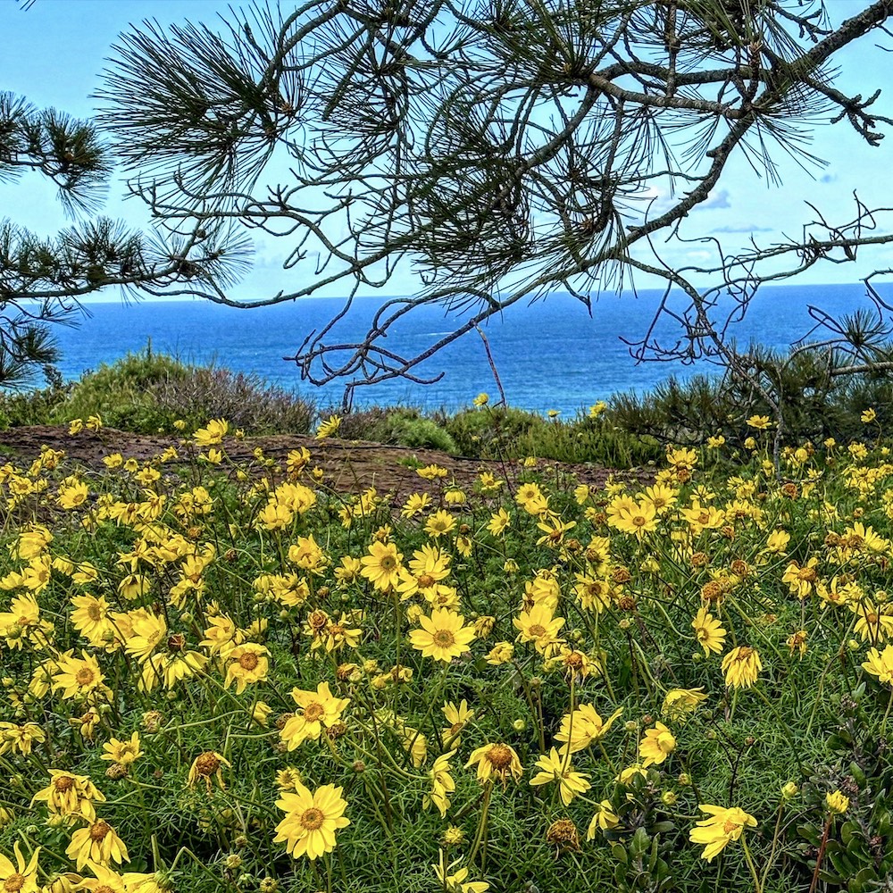 Yellow flowers bloom in the foreground with the blue ocean and a lighter blue sky are in the background.