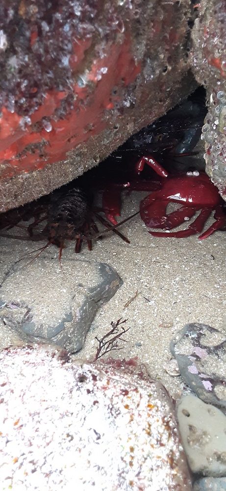 A hand sized red crab and a lobster under a rock.