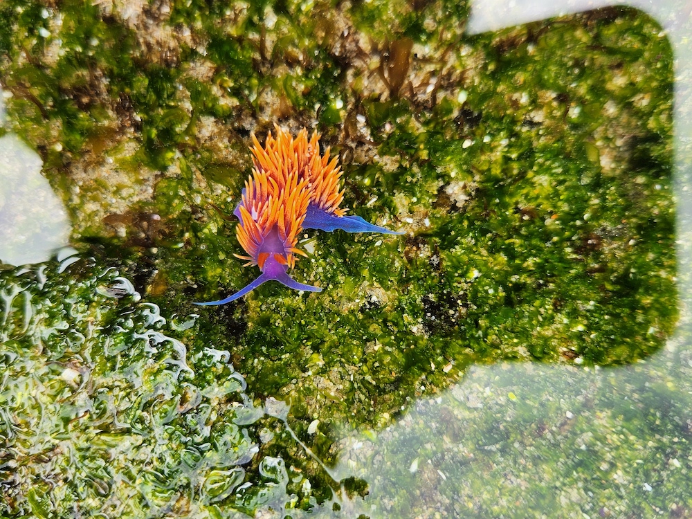 A finger sized animal in the shape of a purple cylinder. Thin orange spikes appear on the top of the body.