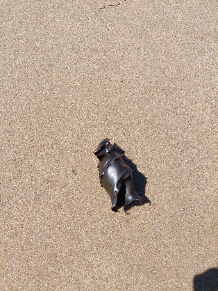 A spiral black plastic case on a sandy beach.