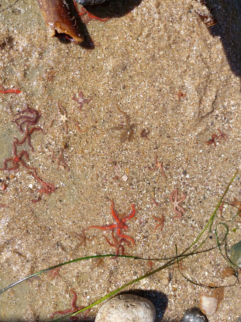 A group of small thin armed sea stars on a snady beach.
