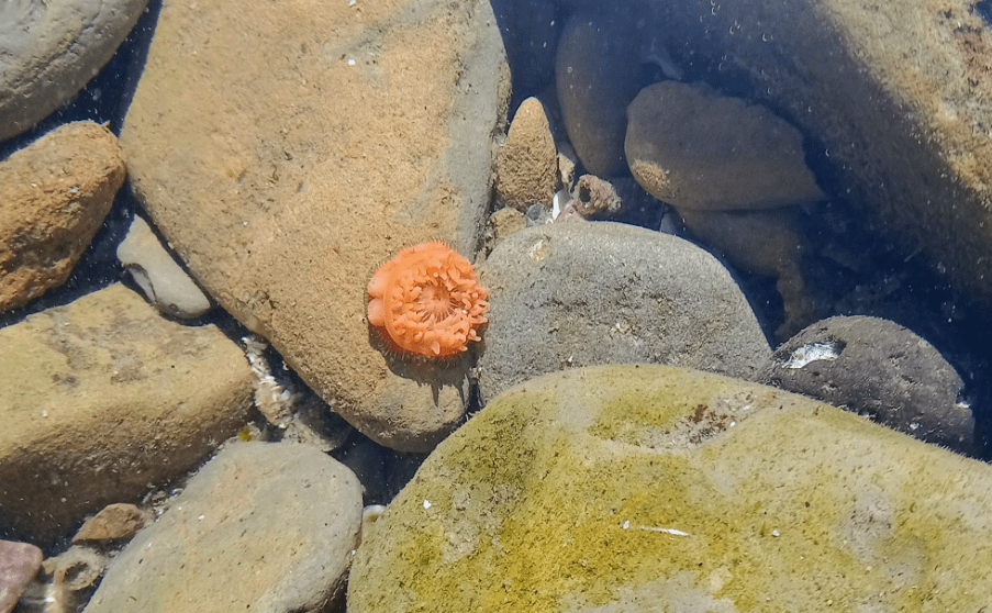 A fingernail sized orange circle attached to ta side of a rock. Short think spikes radiate from the center of the circle.