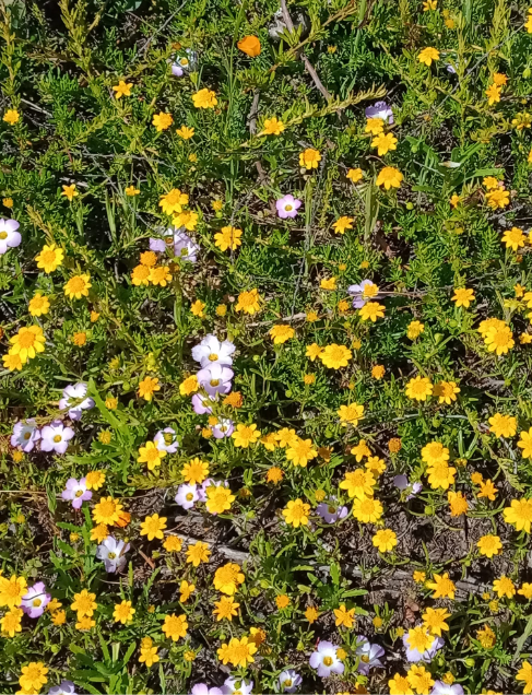 A group of yellow spring flowers.