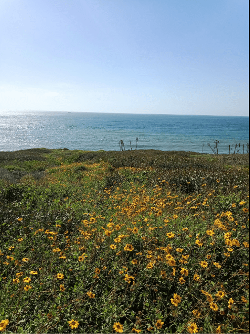 Spring flowers bloom on a hillside overlooking the ocean.