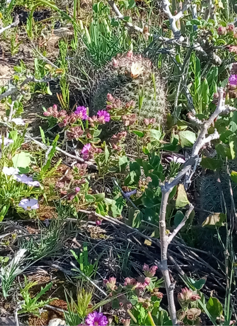 A cylindrical cactus with white flowers with purple flowers around it.