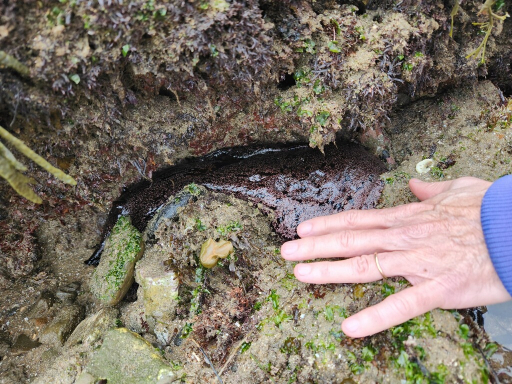 A foot sized black shiny blob with rabbit like ears in shallow water
