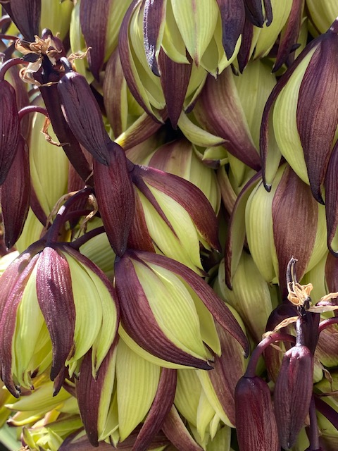 A group of egg shaped flowers hanging down. The petals resemble the skin of an onion.