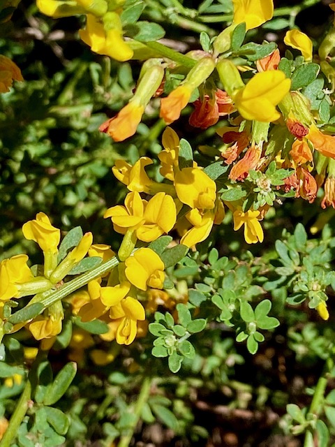 A group of yellow cylindrical flowers.