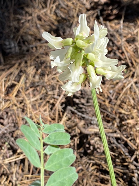 A group of white cylindrical flowers