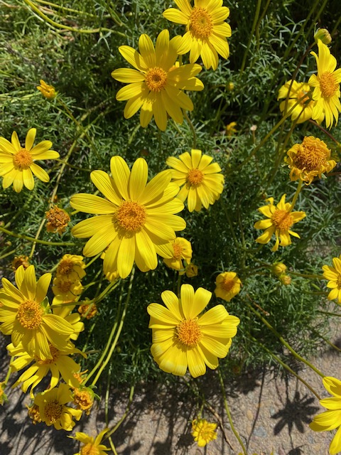 A group of yellow flowers. The flowers have an orange center.