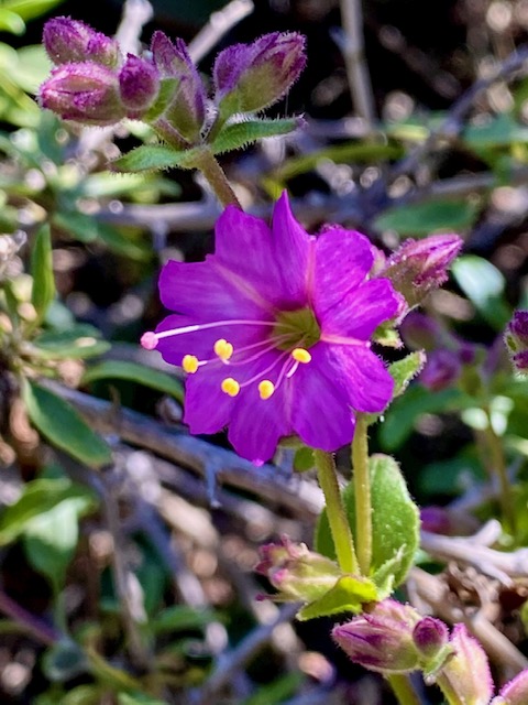 Closeup of a purple flower with thin yellow stems radiating from the center.