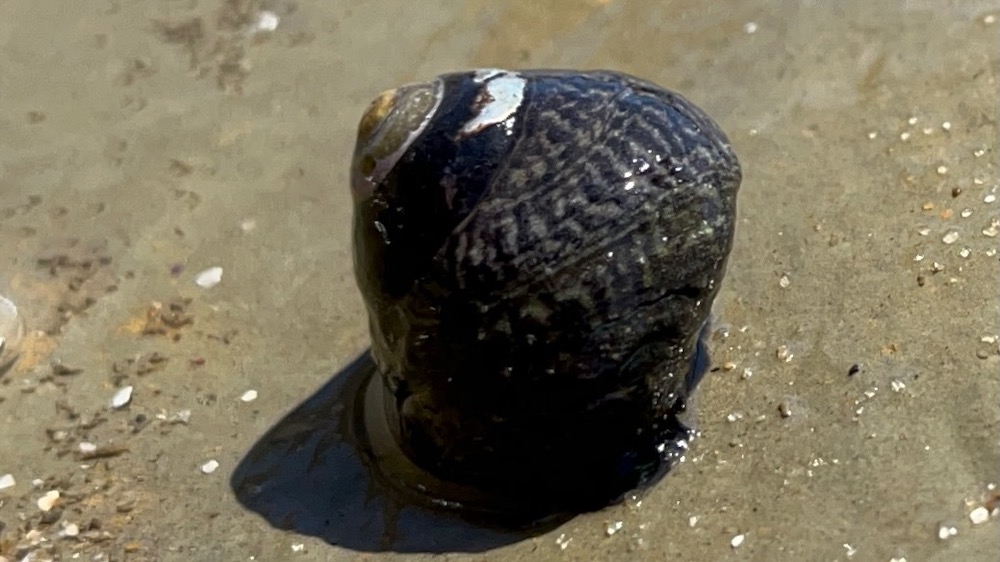 A black with gray spirals snail on a sandy beach.