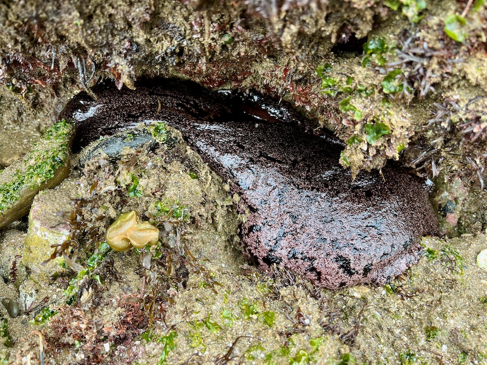 A foot sized black shiny blob with rabbit like ears