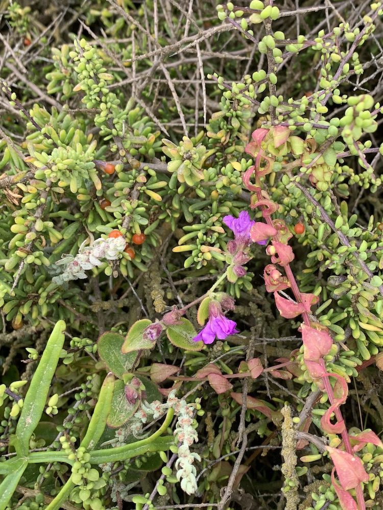 Purple and white flowers with green leaves in the background.