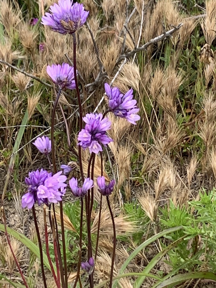 Thin lavender flowers on long stems
