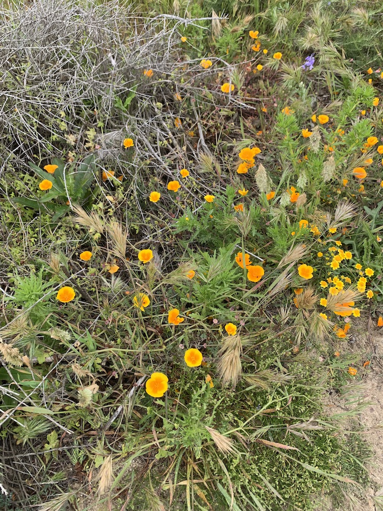 Spring flowers along a dirt path.