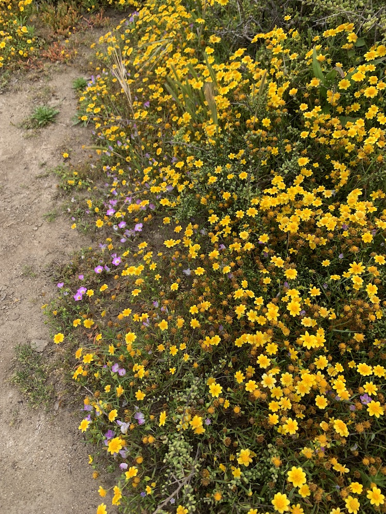 A group of yellow spring flowers along a dirt path.