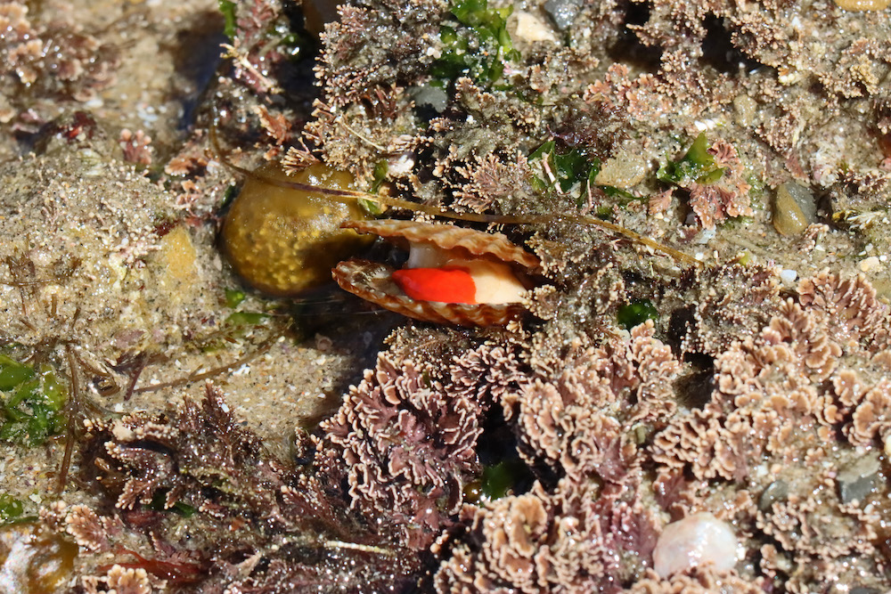 A partially open scallop shell stands upright in the algae. A beige and reg animal is seen on the inside.