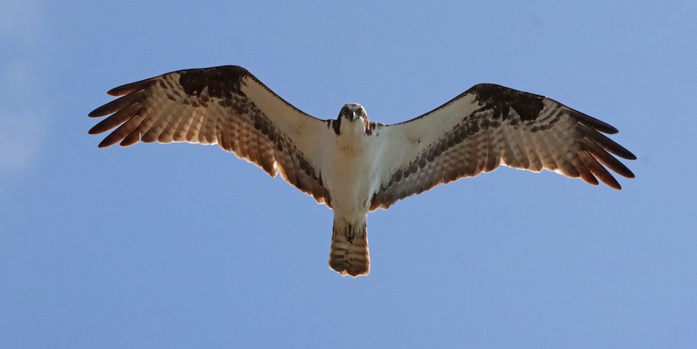 A large bird of prey, an osprey, flies overhead with wings outstretched. The osprey is looking down at the camera.