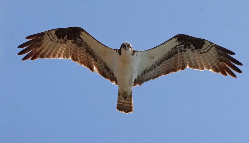 A large bird of prey, an osprey, flies overhead with wings outstretched. The osprey is looking down at the camera.