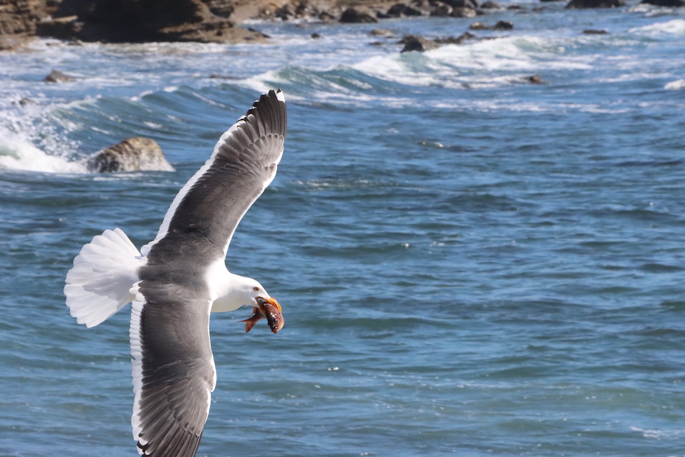 A white sea gull with gray outstretched wings flies over the ocean with a fish in its mouth.