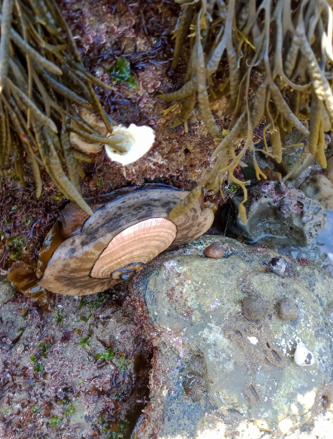 A hand sized black shiny blob with rabbit like ears in shallow water