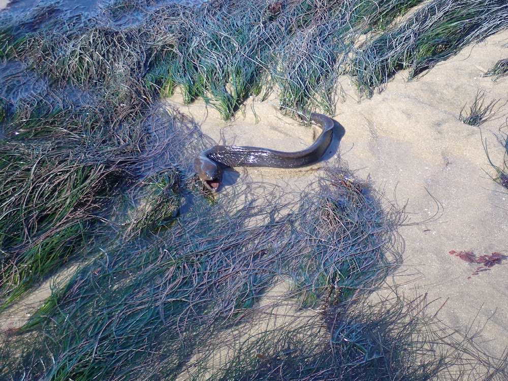 A slimey snake like eel among a sandy beach with thin long blades of grass.