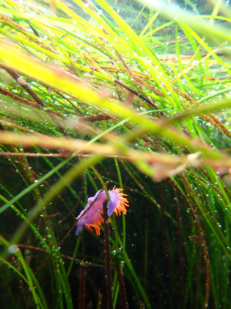A finger sized animal in the shape of a purple cylinder. Thin orange spikes appear on the top of the body.