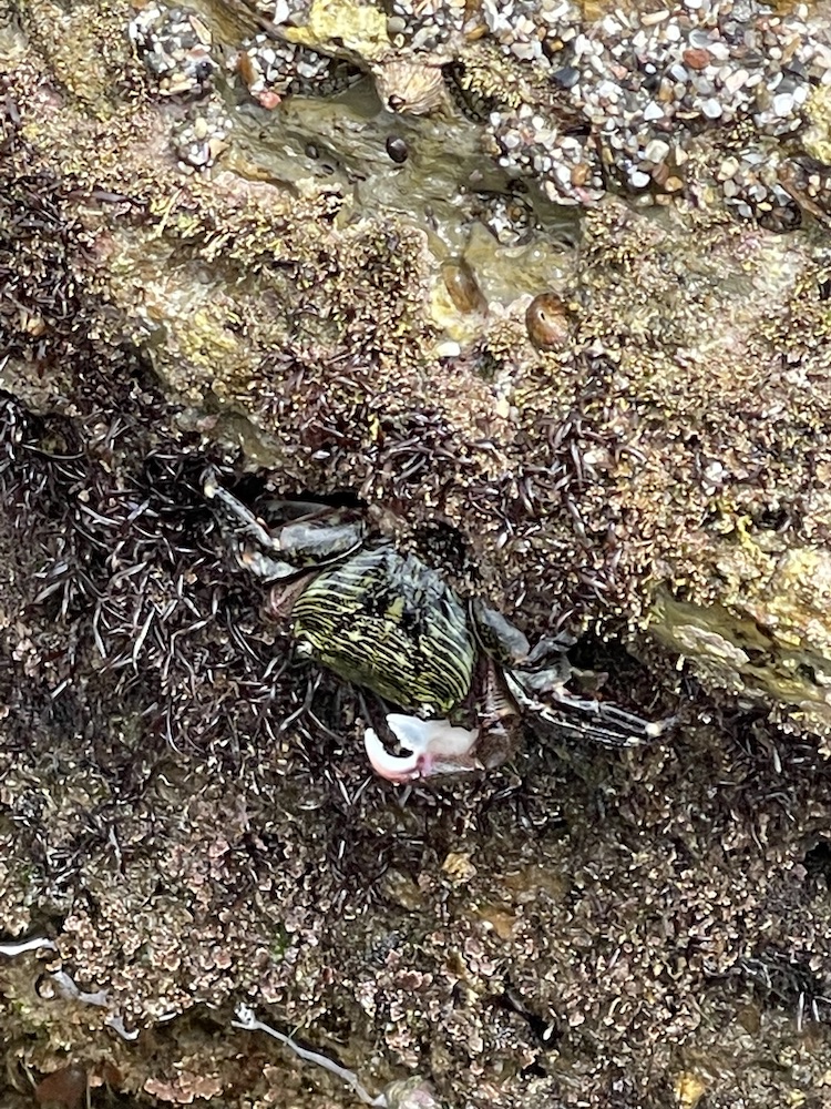 A green striped crab with red claws sits on a rock.