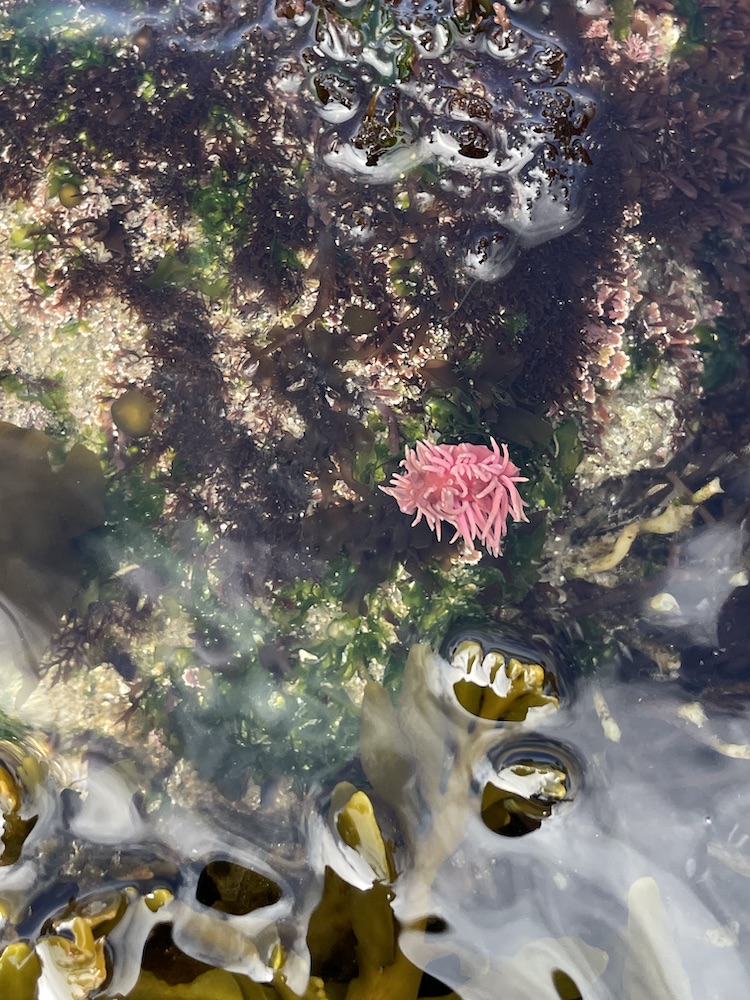 A fingernail sized hot pink animal with thin flexible spikes radiating from the center.