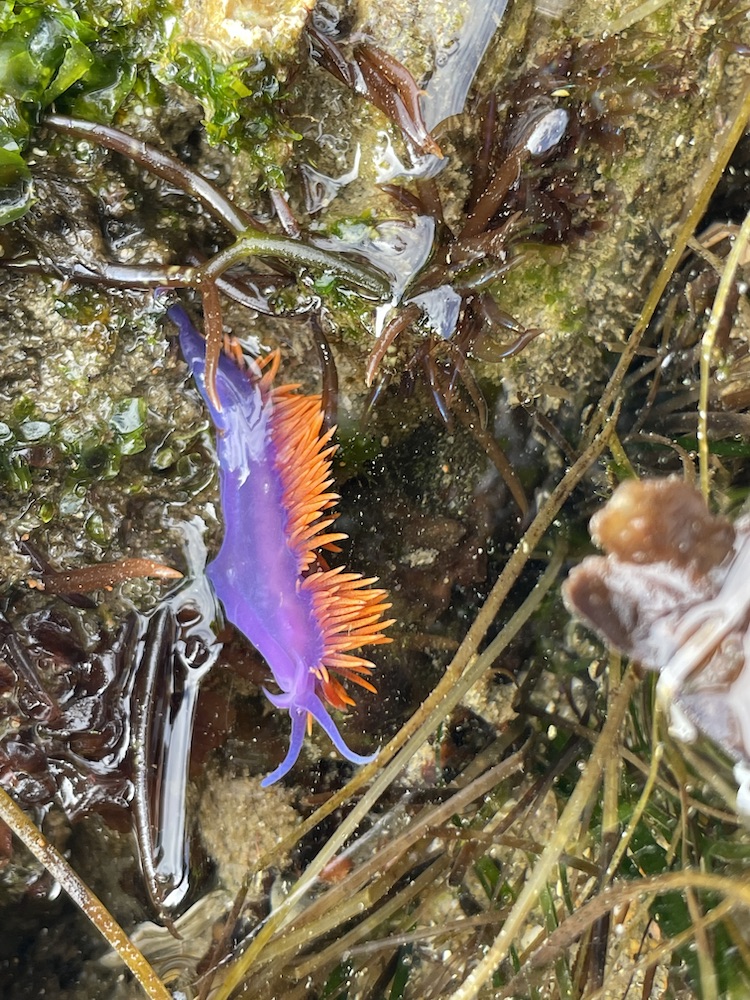 A finger sized animal in the shape of a purple cylinder. Thin orange spikes appear on the top of the body.