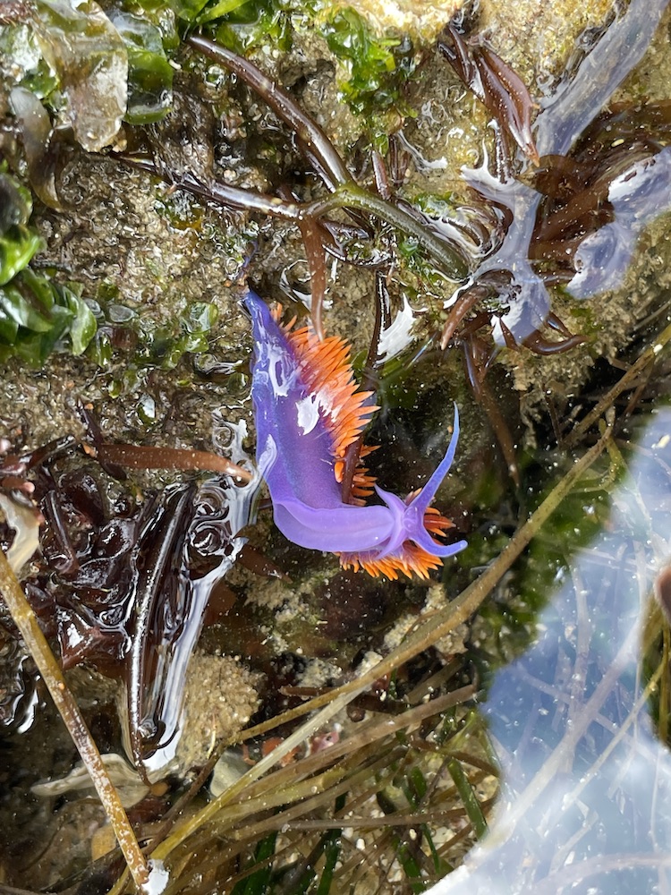 A finger sized animal in the shape of a purple cylinder. Thin orange spikes appear on the top of the body.