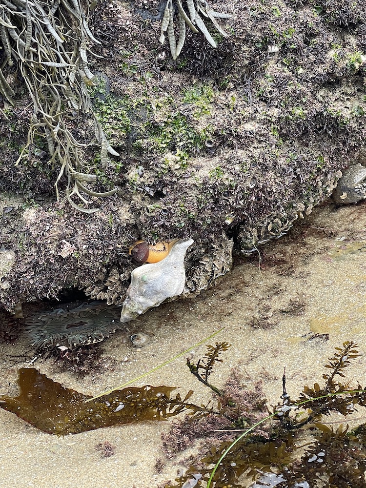 A conical snail shell is attached to the side of a rock.The animal has an orange body underneath the shell.
