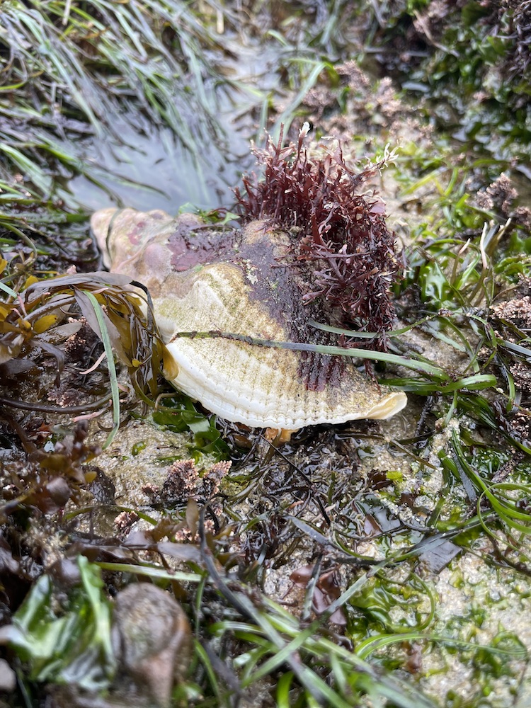 A conical shaped snail shell with brown algae growing on top of the shell.
