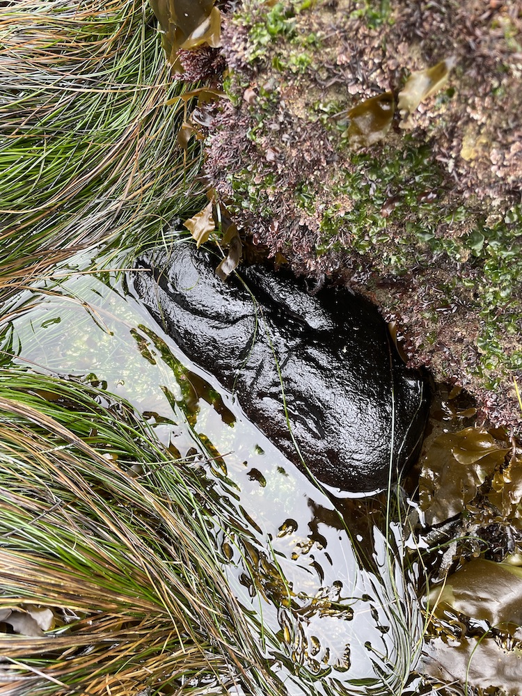 A hand sized black shiny blob with rabbit like ears in shallow water