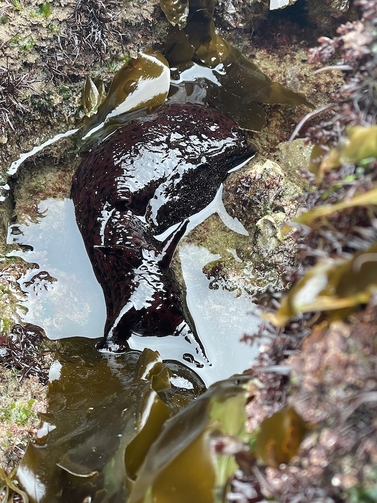 A hand sized black shiny blob with rabbit like ears in shallow water