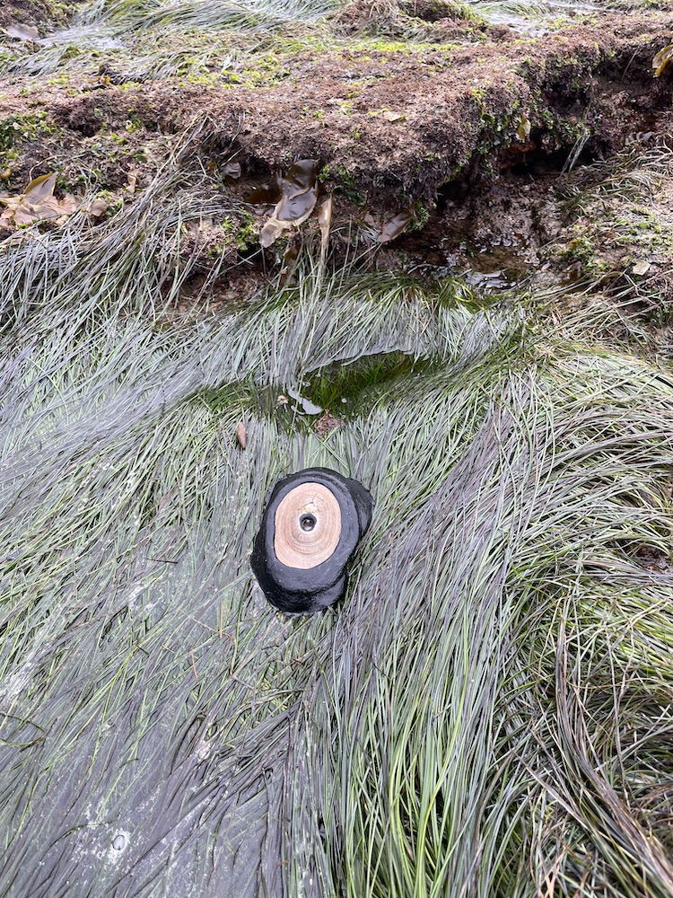 A bblack soft oval shaped animal with a hard shell on top, sits on top of thin blades of grass. A hole is in the center of the hard shell.