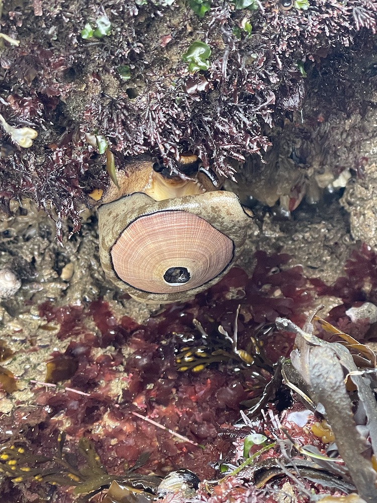 A brown and gray soft oval shaped animal with a hard shell on top. A hole is in the center of the hard shell.