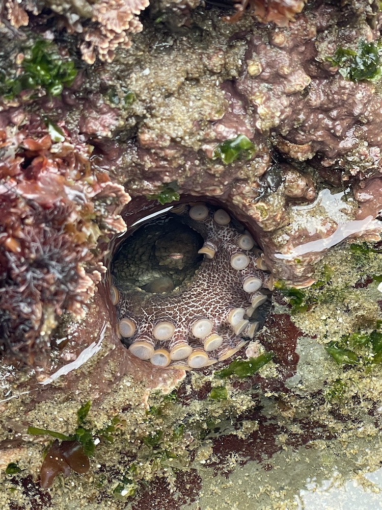 The suction cups on an octopus in a hole in a rock