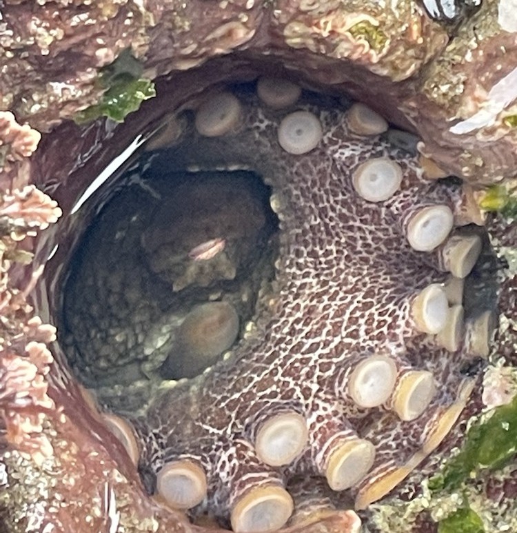 The suction cups on an octopus in a hole in a rock