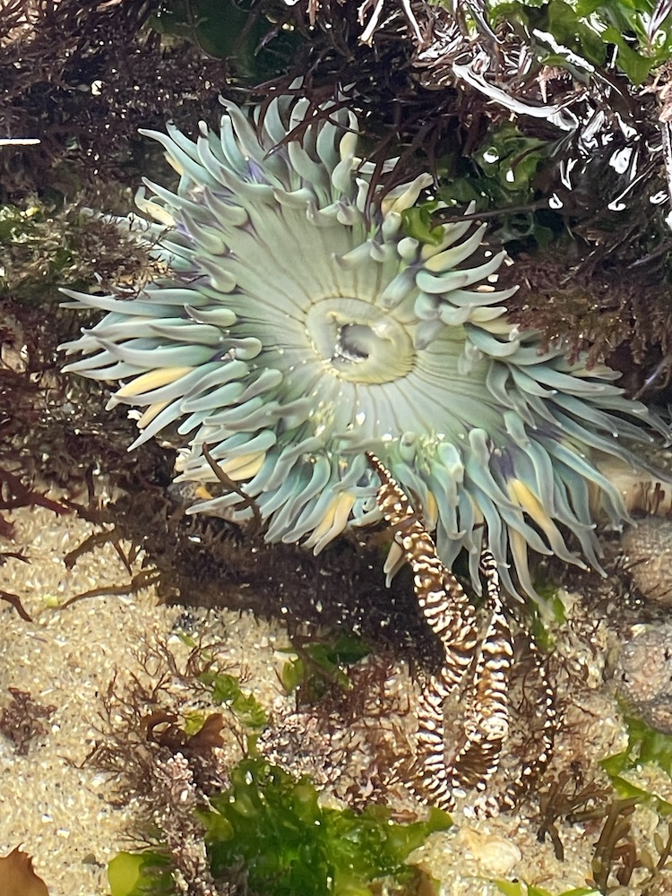A circular flat disk with cylindrical spikes radiating from the edges.
