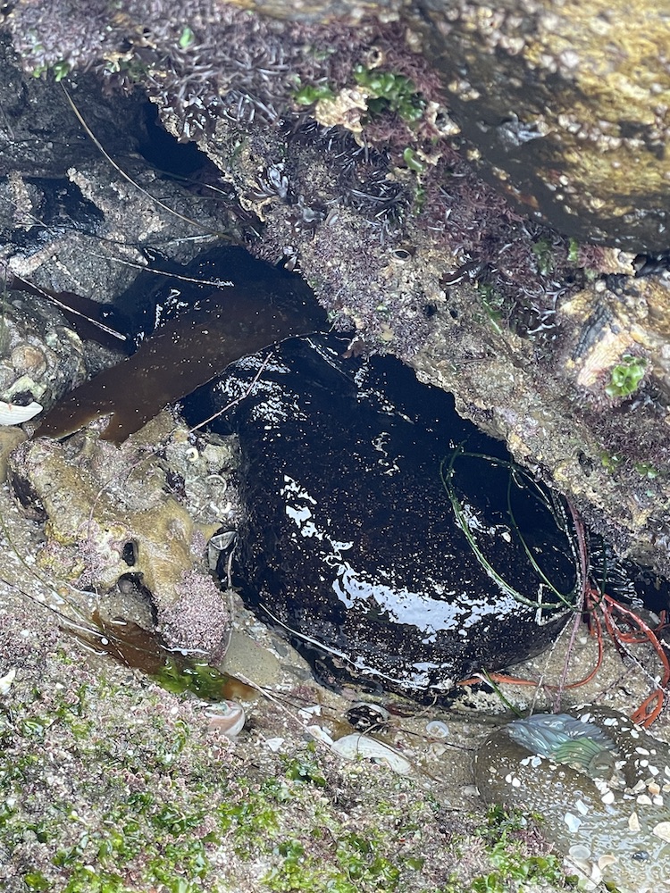 A shiny blob under the edge of a rock in shallow water.