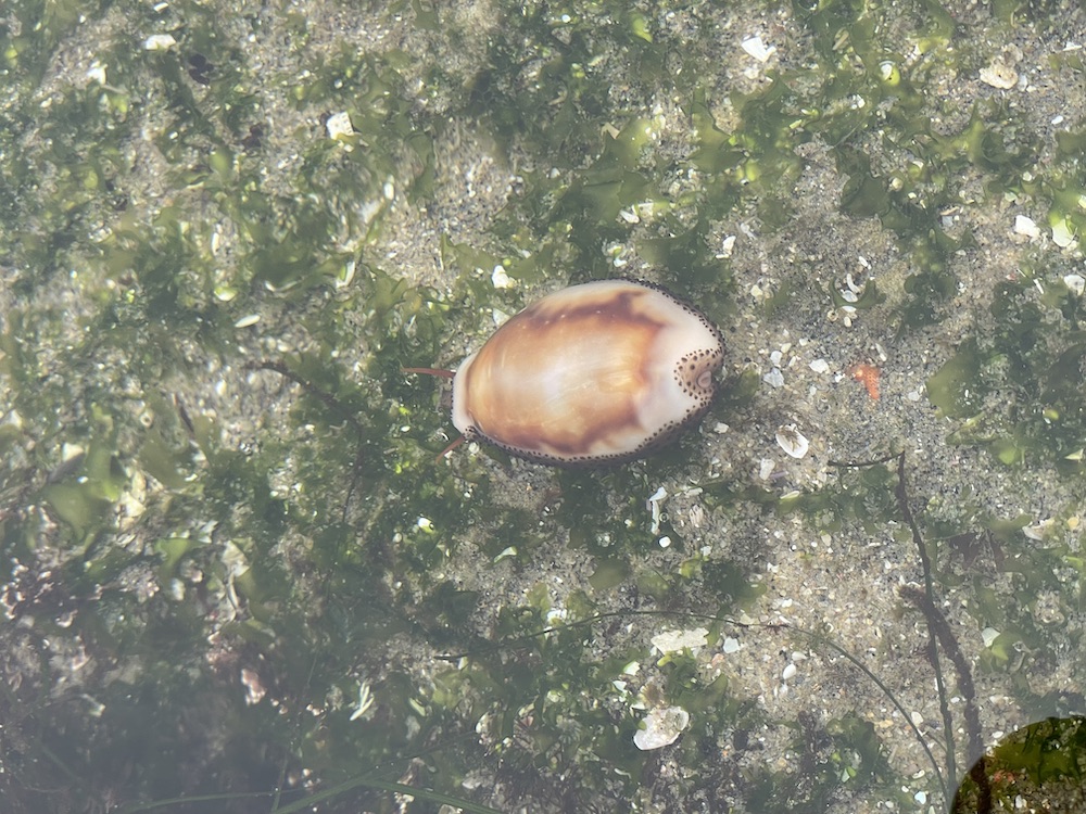 A small oval shaped snail on a rock.