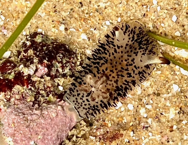 A flat oval shaped disk with short black spines.