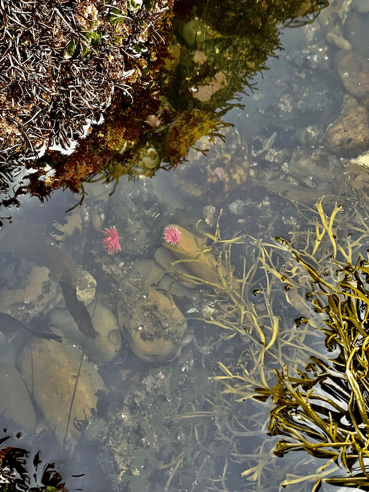 Two thumbnail sized disks in shallow water. Spikes cover the disk.