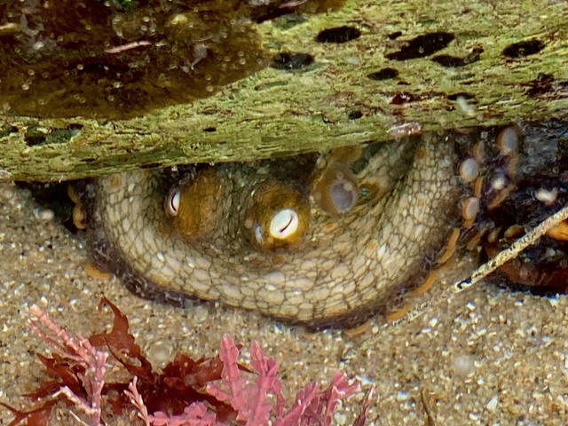 An octopus with two white eyes curled up under a rock.
