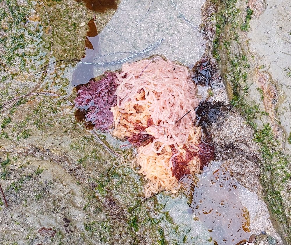 a pile of spaghetti noodles on a rock.