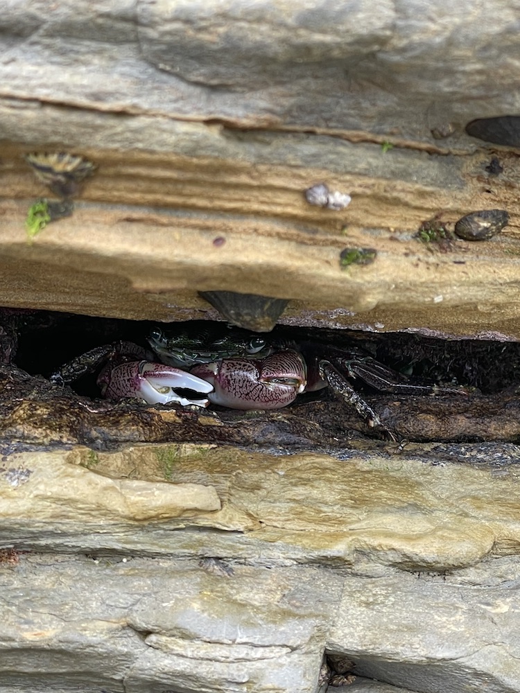 A crab looks out from a crack in the rocks.